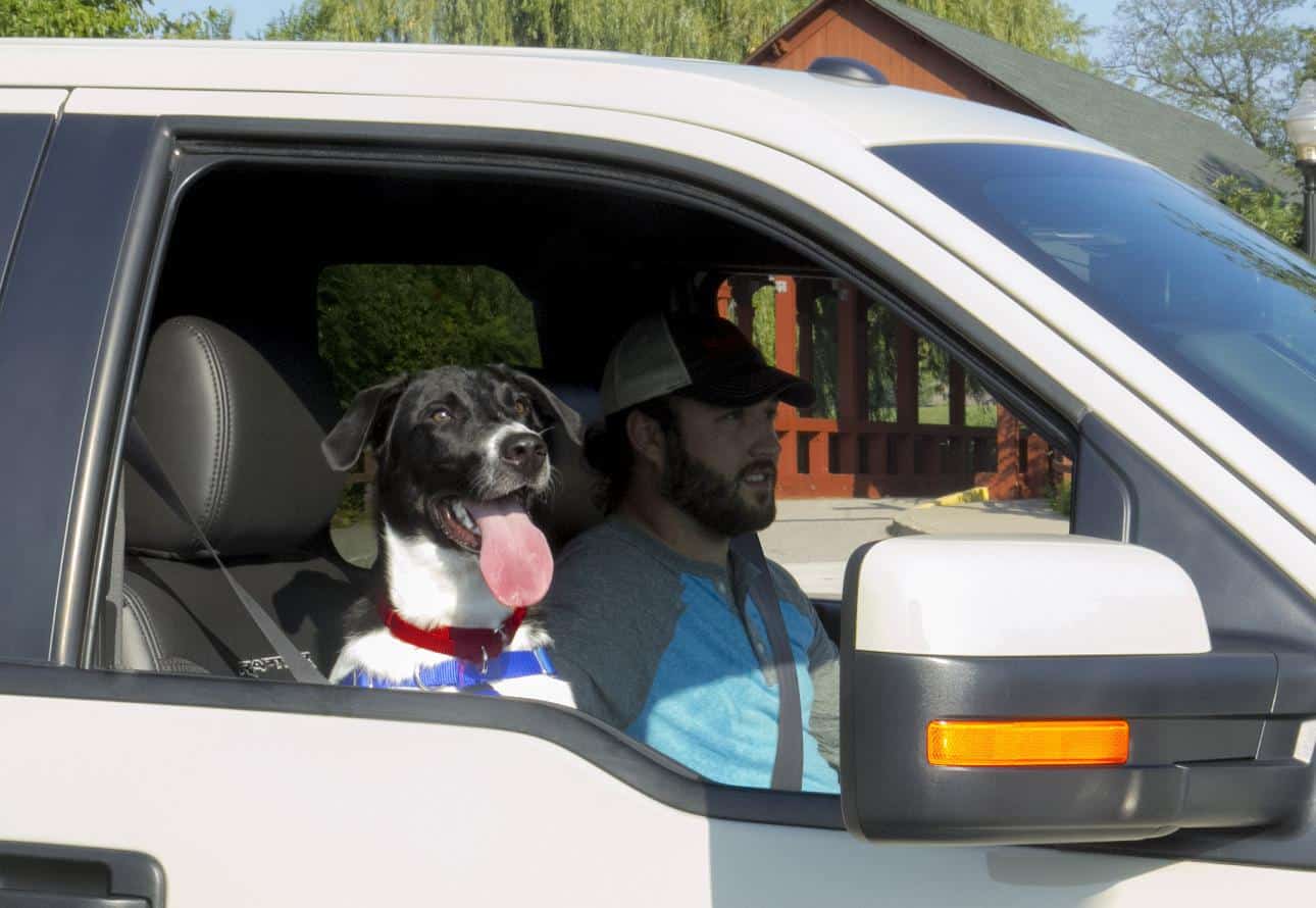 What are the Best Cars for Dogs? Car Buying and Selling